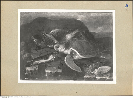 Vorderseite von bh172041_recto