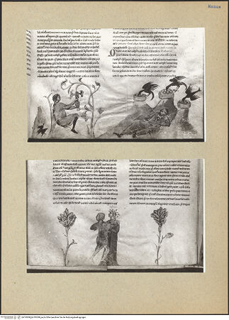 Vorderseite von bh193098_bh193099_recto