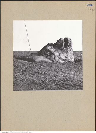 Vorderseite von Bibliotheca Hertziana [https://www.deutsche-digitale-bibliothek.de/content/lizenzen/rv-fz/] Löwe - Detail: Löwenkopf, bh196790_recto. Foto: Lehmann-Brockhaus, Otto.