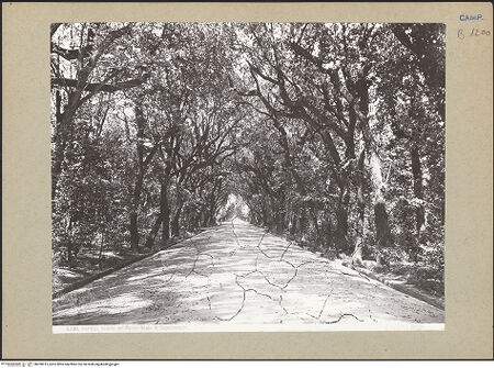 Vorderseite von Alinari [https://www.deutsche-digitale-bibliothek.de/content/lizenzen/rv-ez/] Palazzo Reale di CapodimonteParco e Bosco di Capodimonte - Wald, bh200915_recto. Foto.