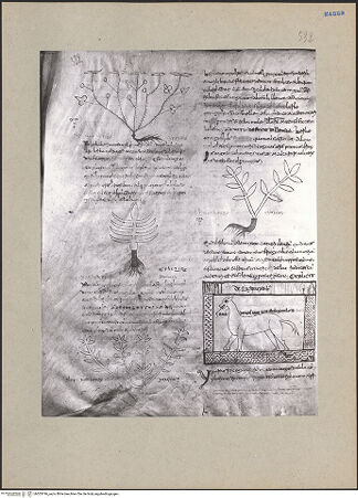 Vorderseite von bh203196_recto