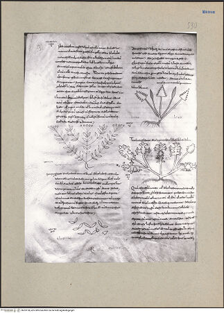 Vorderseite von bh203198_recto