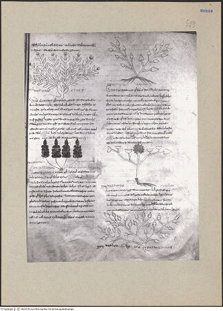 Vorderseite von bh203199_recto