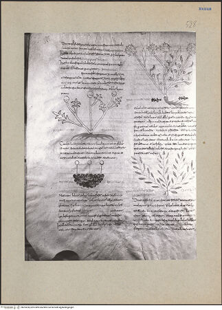 Vorderseite von bh203200_recto