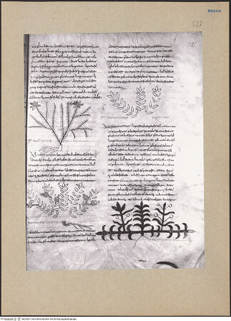 Vorderseite von bh203201_recto