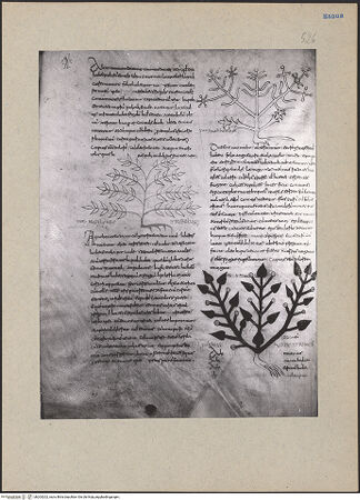 Vorderseite von bh203202_recto