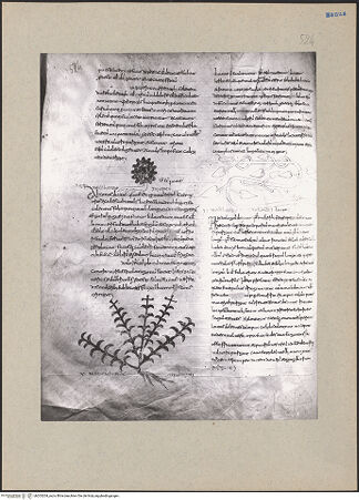 Vorderseite von bh203204_recto