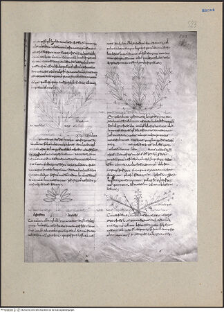 Vorderseite von bh203205_recto