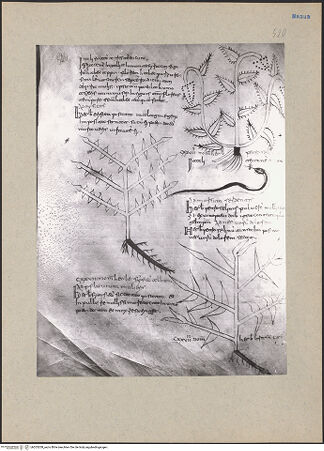 Vorderseite von bh203208_recto