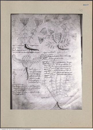 Vorderseite von bh203209_recto