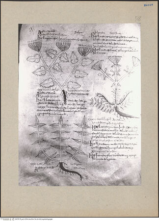 Vorderseite von bh203210_recto