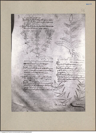 Vorderseite von bh203213_recto