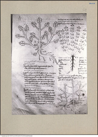 Vorderseite von bh203215_recto