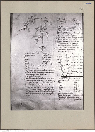 Vorderseite von bh203217_recto