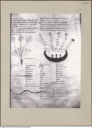 Vorderseite von bh203218_recto