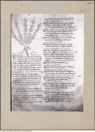 Vorderseite von bh203220_recto