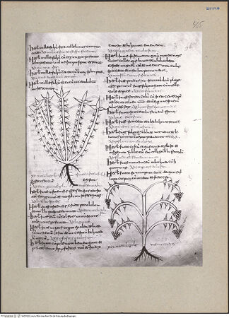 Vorderseite von bh203222_recto