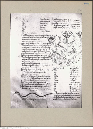 Vorderseite von bh203223_recto