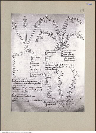 Vorderseite von bh203224_recto