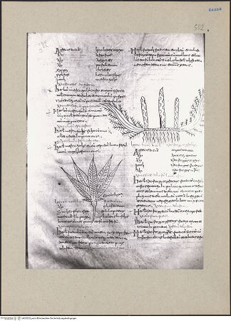 Vorderseite von bh203225_recto