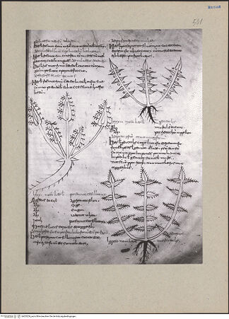 Vorderseite von bh203226_recto