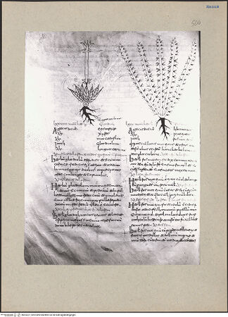 Vorderseite von bh203227_recto