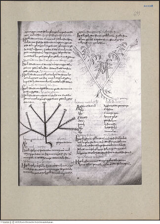 Vorderseite von bh203228_recto