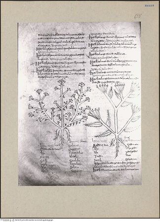 Vorderseite von bh203229_recto