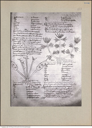 Vorderseite von bh203230_recto