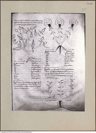 Vorderseite von bh203232_recto