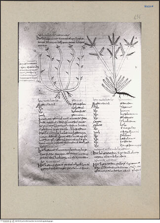 Vorderseite von bh203233_recto