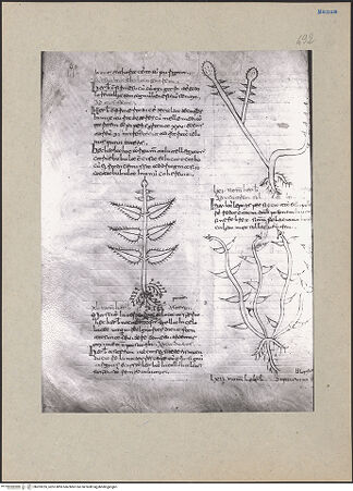 Vorderseite von bh203235_recto