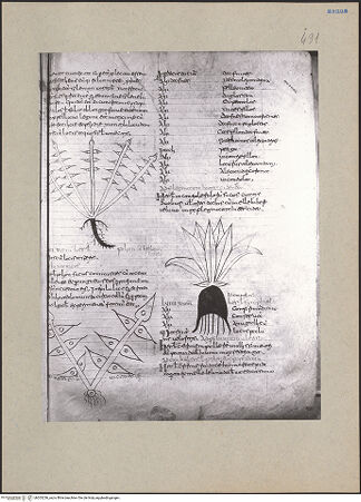 Vorderseite von bh203236_recto