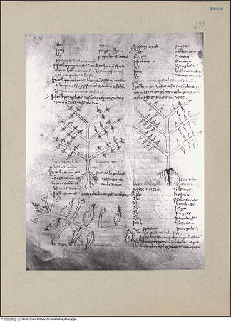 Vorderseite von bh203237_recto