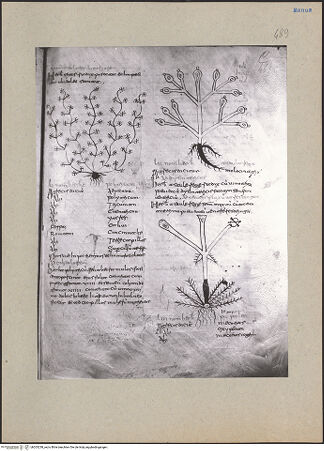 Vorderseite von bh203238_recto