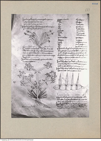 Vorderseite von bh203239_recto
