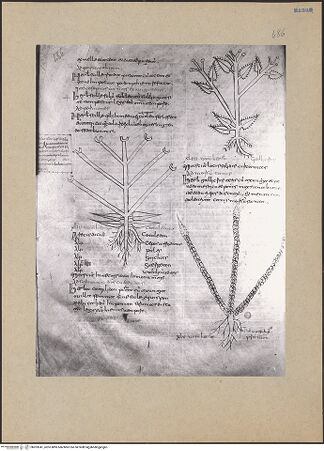 Vorderseite von bh203241_recto