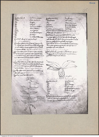 Vorderseite von bh203242_recto