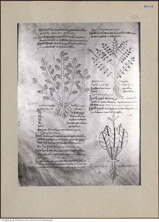 Vorderseite von bh203243_recto