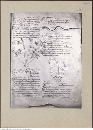 Vorderseite von bh203246_recto