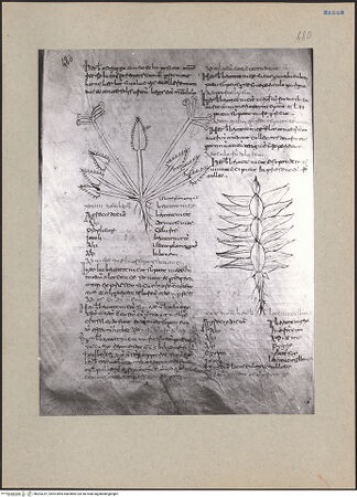 Vorderseite von bh203247_recto