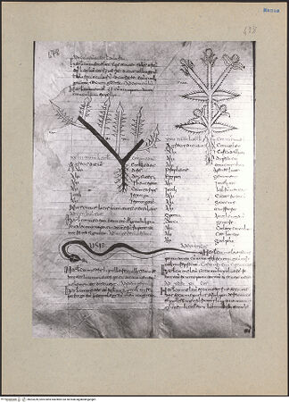 Vorderseite von bh203249_recto