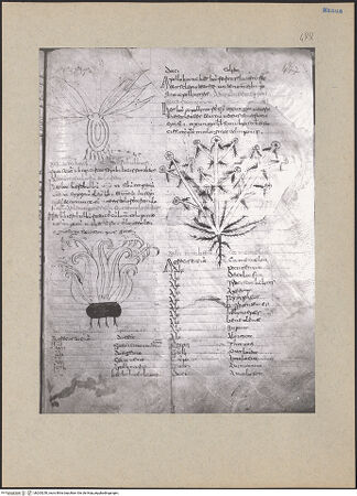 Vorderseite von bh203250_recto