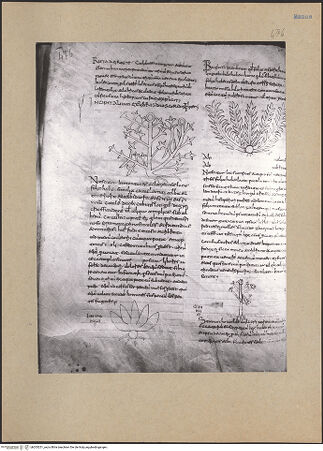 Vorderseite von bh203251_recto