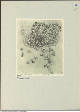 Vorderseite von bh209953_recto