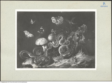 Vorderseite von bh211974_recto