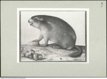 Vorderseite von  [http://creativecommons.org/publicdomain/mark/1.0/] ... - , bh215352_recto. Foto.