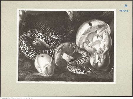 Vorderseite von bh227986_recto