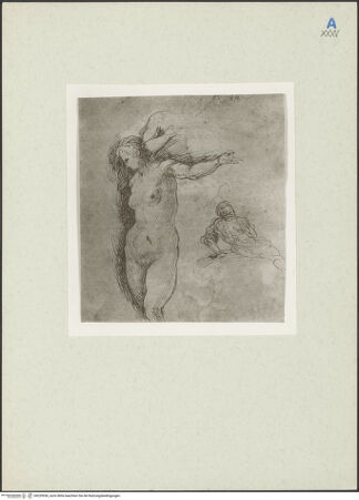 Vorderseite von bh229530_recto