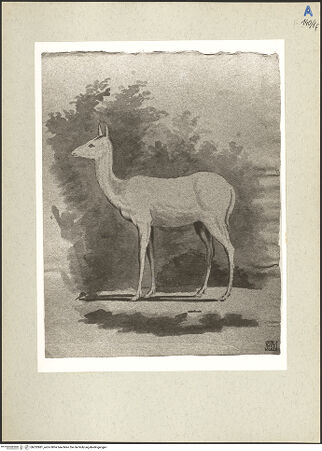 Vorderseite von bh232881_recto